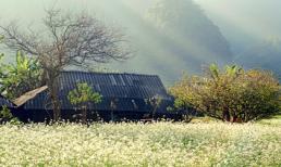 Đến thăm Mộc Châu mùa hoa cải trắng