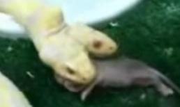 Rắn hai đầu nuốt tươi con chuột