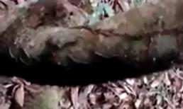 Loài sâu nhảy theo nhạc