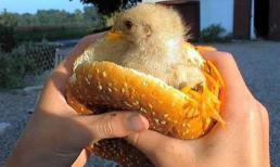 Liên khúc cười: Ăn và kiểu ăn