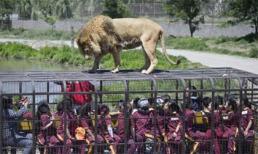 Độc đáo tour du lịch... sờ sư tử