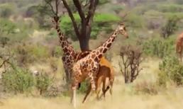 Ngây ngất với vẻ đẹp thiên nhiên hoang dã ở châu Phi