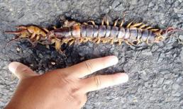 Rết dài gần 30 cm lại xuất hiện trong khu đô thị