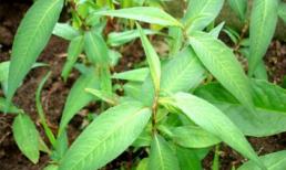 Khám phá công dụng chữa bệnh bằng rau răm