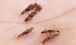 Cách xử lý và tiêu diệt kiến ba khoang cực hiệu quả