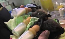 Tổ ấm của 'người dơi'