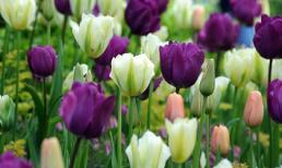 Tử vi cung hoàng đạo thứ ba của bạn (04/11/2014)