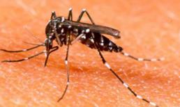 Công bố vắc xin ngừa sốt xuất huyết lần đầu tiên trên thế giới