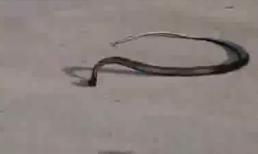 'Vũ điệu' của rắn