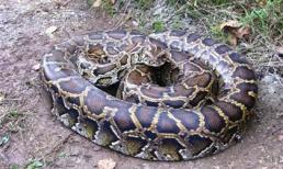 Kinh hoàng trăn khủng tấn công và lôi chủ nhà xuống bồn cầu toilet