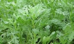 Trị đau đầu kinh niên hiệu nghiệm với rau cải cúc 