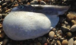 Phát hiện cá nóc cực độc, hình dạng kỳ dị tại bờ biển Anh