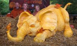 Chú voi nặng 408 kg làm từ bí ngô