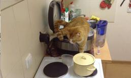 Chú mèo đáng ghét nhất năm