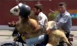 Cách vận chuyển bá đạo