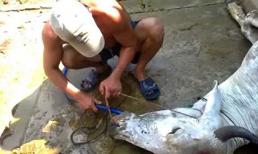 Kinh hãi bơm nước tăng trọng cho bò