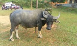 Hy hữu chuyện giám định ADN cho trâu ở Bắc Giang