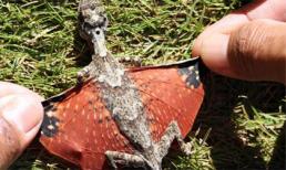 Những loài vật tuyệt chủng bỗng 'hồi sinh' đầy bí ẩn