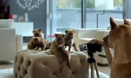 Khi cún cưng được lên chức bố