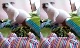 Hài hước chú cún biểu diễn cho em bé xem