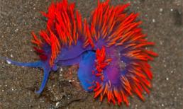 Những sinh vật kinh dị nhưng tuyệt đẹp dưới lòng đại dương