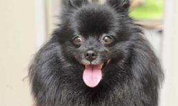 Bất ngờ chú chó duy nhất ở Anh có khả năng... thôi miên