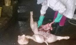 Hãi hùng đường dây thu mua lợn chết cực lớn ở miền Bắc