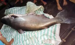 Đồng Tháp: Bắt được cá tra dầu “khủng” nặng gần 140kg