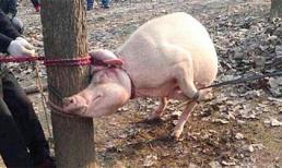 TQ: Hãi hùng bé 2 tuổi tử vong vì bị lợn nái tấn công