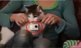 Một ngày của mèo con trôi qua như thế nào?