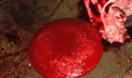 Công nghệ biến lợn sề hết đát thành 'thịt bò'