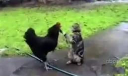 Cười đau bụng với những chú mèo tinh nghịch