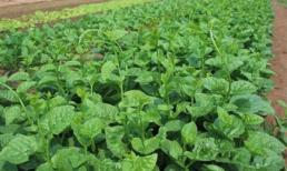 Tất cả những công dụng kỳ diệu từ rau mồng tơi cho sức khỏe