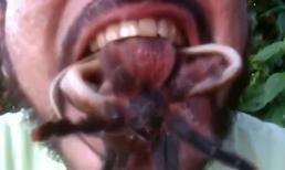 Kinh hãi cặp nhện và rắn ngoe nguẩy trong miệng người đàn ông