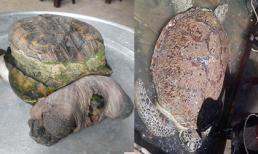 4 con rùa hình dáng kỳ lạ từng gây xôn xao dư luận