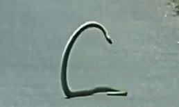 Ngạc nhiên rắn 'nổi hứng' nhảy múa giữa đường