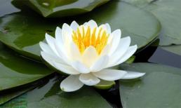 Tử vi cung hoàng đạo thứ ba của bạn (18/11/2014)