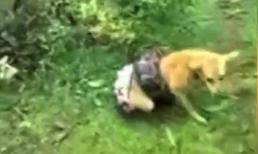 Giải cứu cún cưng thoát khỏi trăn khổng lồ