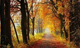 Tử vi cung hoàng đạo thứ Tư của bạn (19/11/2014)