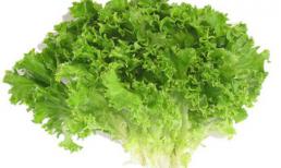 Xà lách giúp 'lách' bệnh