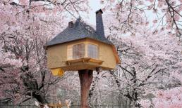 Những ngôi nhà cây đẹp nhất thế giới