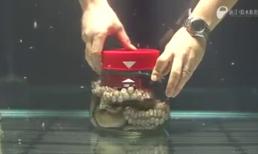 Cách bạch tuộc thoát khỏi hộp kín