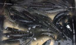 Hơn 90 tấn cá quả Trung Quốc đổ về chợ cá lớn nhất Hà Nội