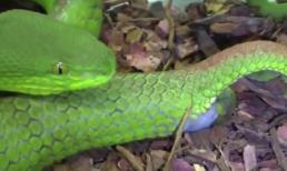 Tận mắt xem rắn lục đuôi đỏ sinh con