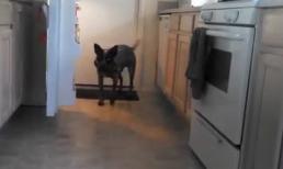 'Cún giúp việc' thông minh nhất từng thấy