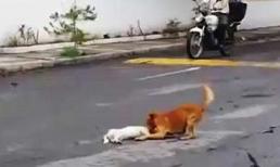 Chú chó cố gắng kéo bạn vào lề đường khi bị xe đâm