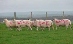 Anh nông dân ‘mượn thân’ đàn cừu cầu hôn bạn gái