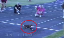 Chú chó xảo quyệt nhất mọi thời đại