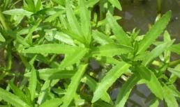 Tuyệt chiêu trị sỏi thận với rau ngổ