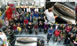 Cá ngừ vây xanh quý hiếm 135kg trôi dạt vào bờ biển Anh